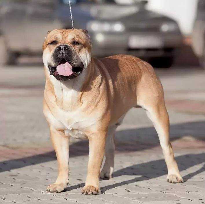Идеальная собака кадебо, характеристика породы, отзывы и цены