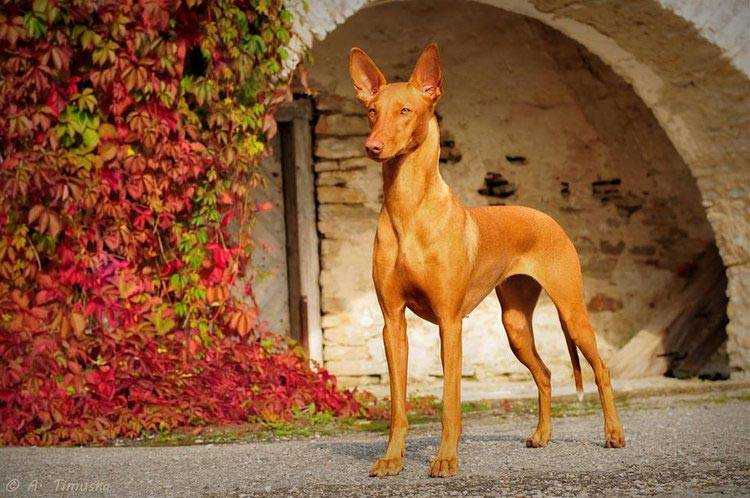 Фараонова собака: характеристика и описание породы, фото