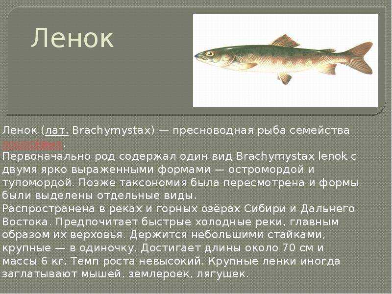 Хозяин водоема таймень – все самое интересное о рыбе-гиганте - читайте на сatcher.fish