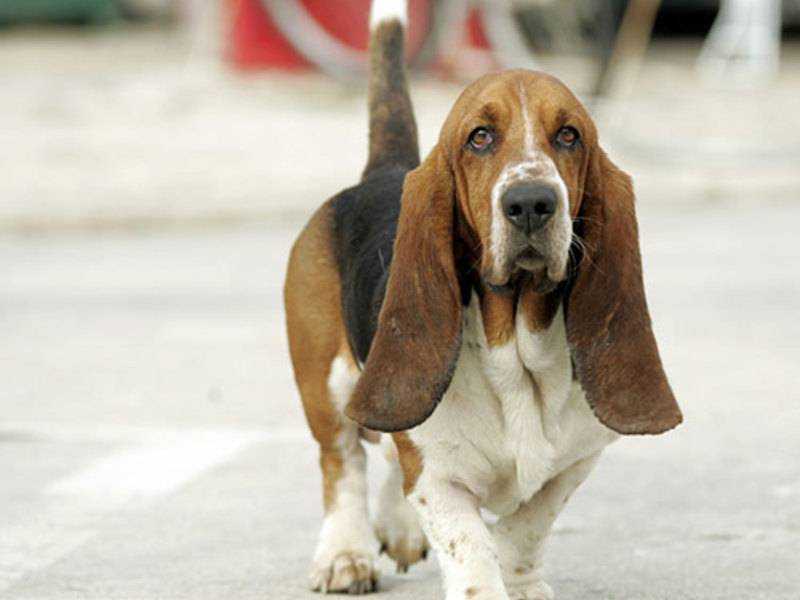 Собаки с большими ушами: фото и названия пород