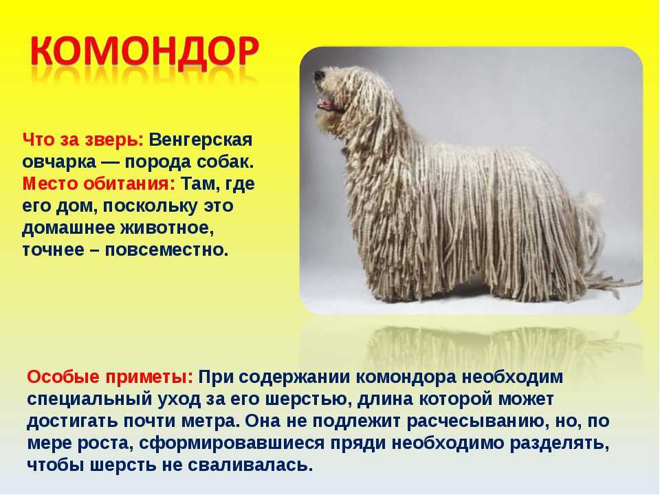 Венгерская овчарка комондор: особенности породы, характера, воспитания