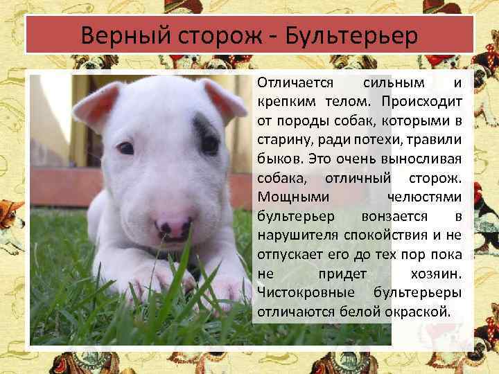Порода собак бультерьер: фото, характеристики, описание :: syl.ru
