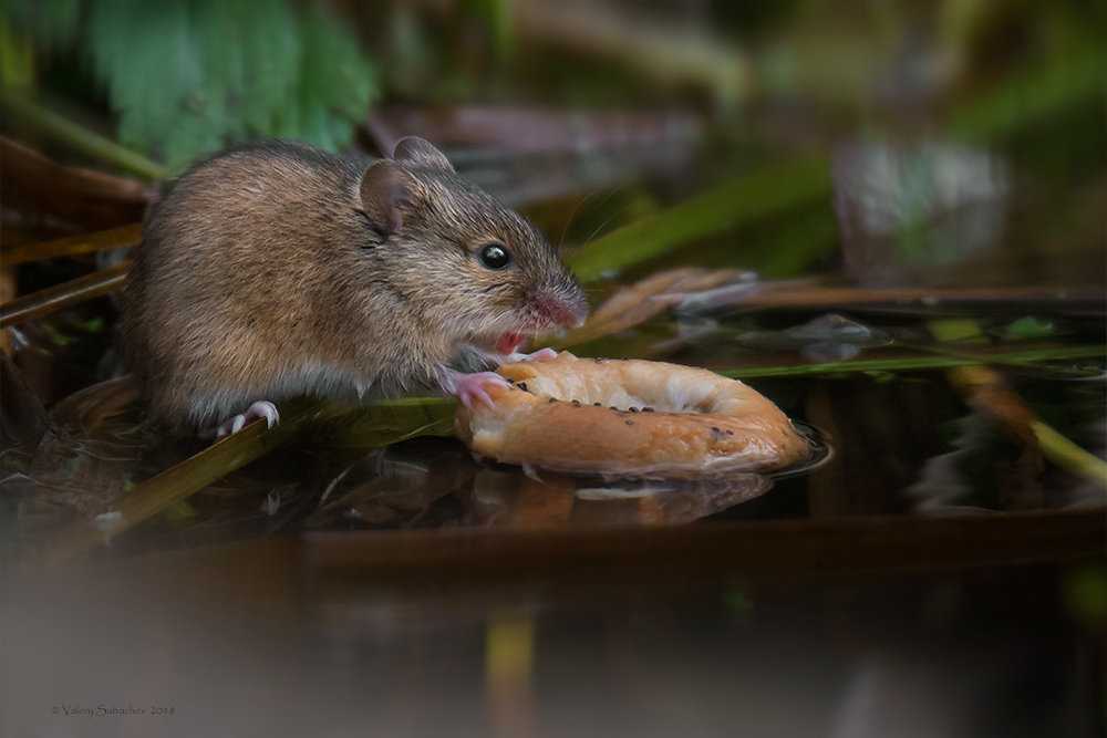 Полевая мышь | мир животных и растений