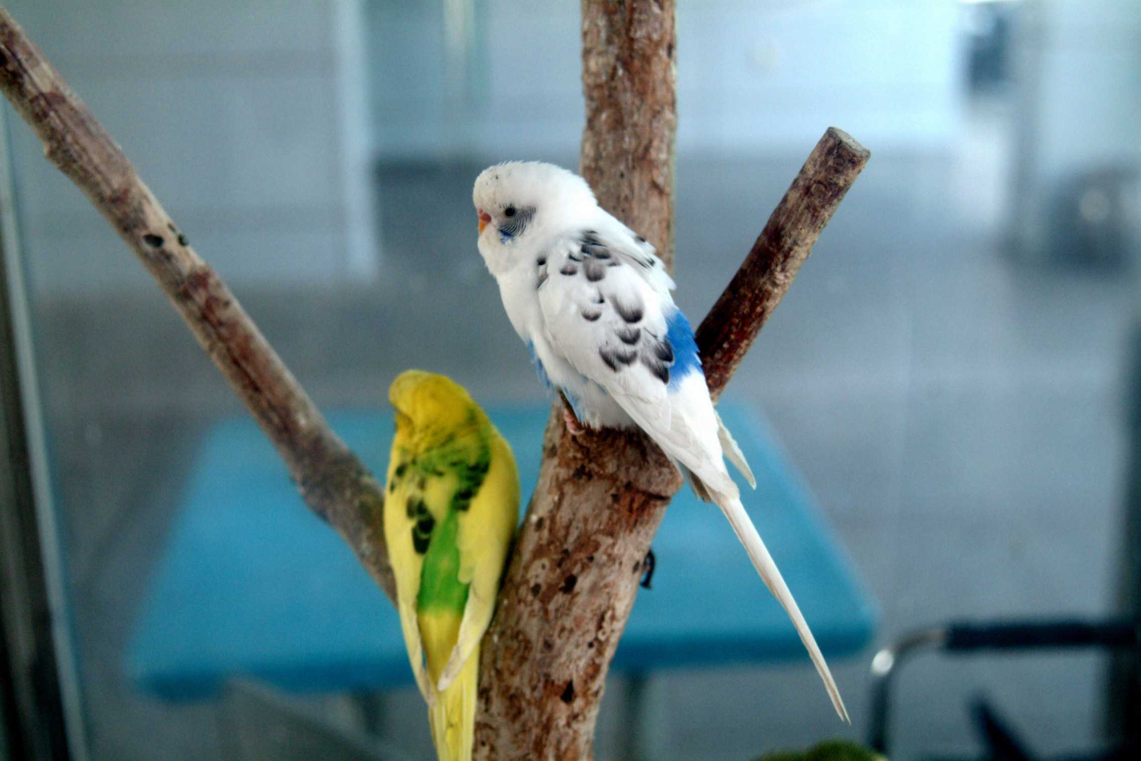 Дрессировка волнистых попугаев дома | наши птички