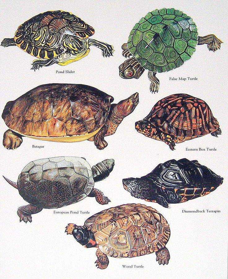 Кожистая черепаха. образ жизни и среда обитания кожистой черепахи | живность.ру