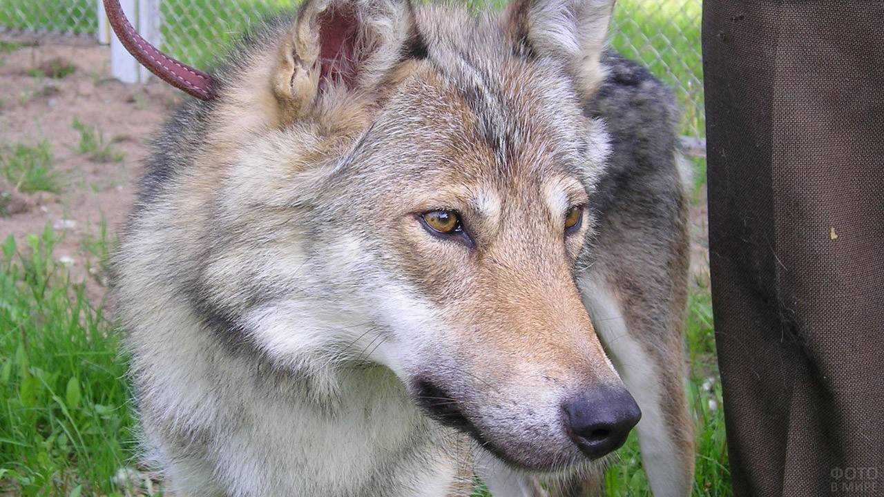 Что едят волки – рацион, охота, питание щенков