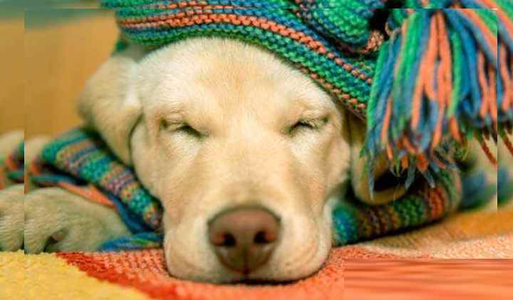 Собака вялая: причины и последствия, болезни, при которых собака не ест, лечение и профилактика