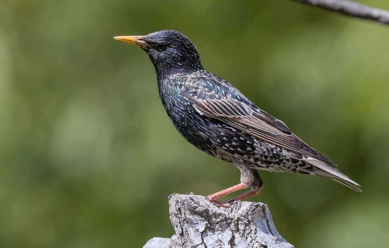 Скворец – фото и описание птицы, звук скворца, как выглядит и чем питается