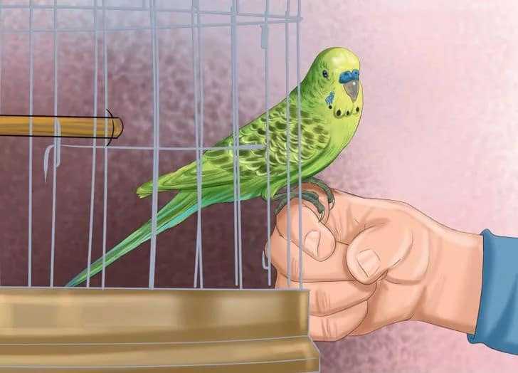Как выпускать попугая из клетки в первый раз. советы и рекомендации