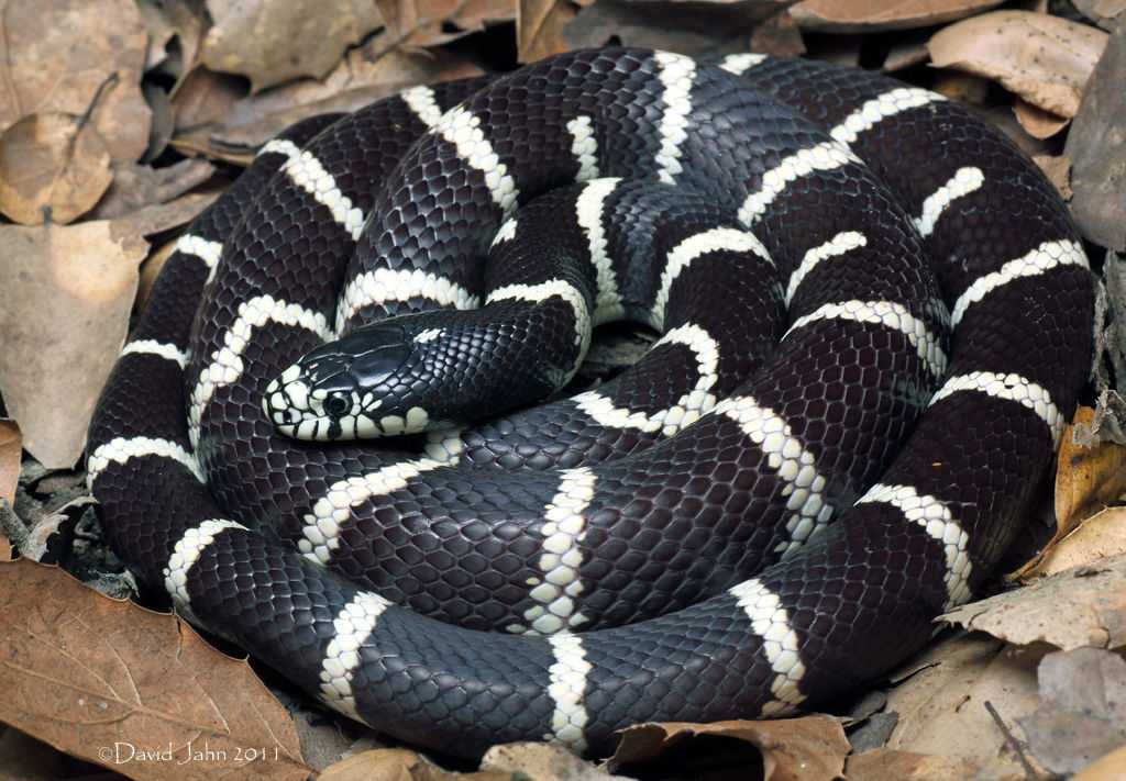 Королевская змея Lampropeltis относится к роду неядовитых змей и семейству ужеобразных На сегодняшний день насчитывается порядка четырнадцати видов, основным местом обитания которых являются Северная и Центральная Америка, а также Мексика Внешний вид и оп