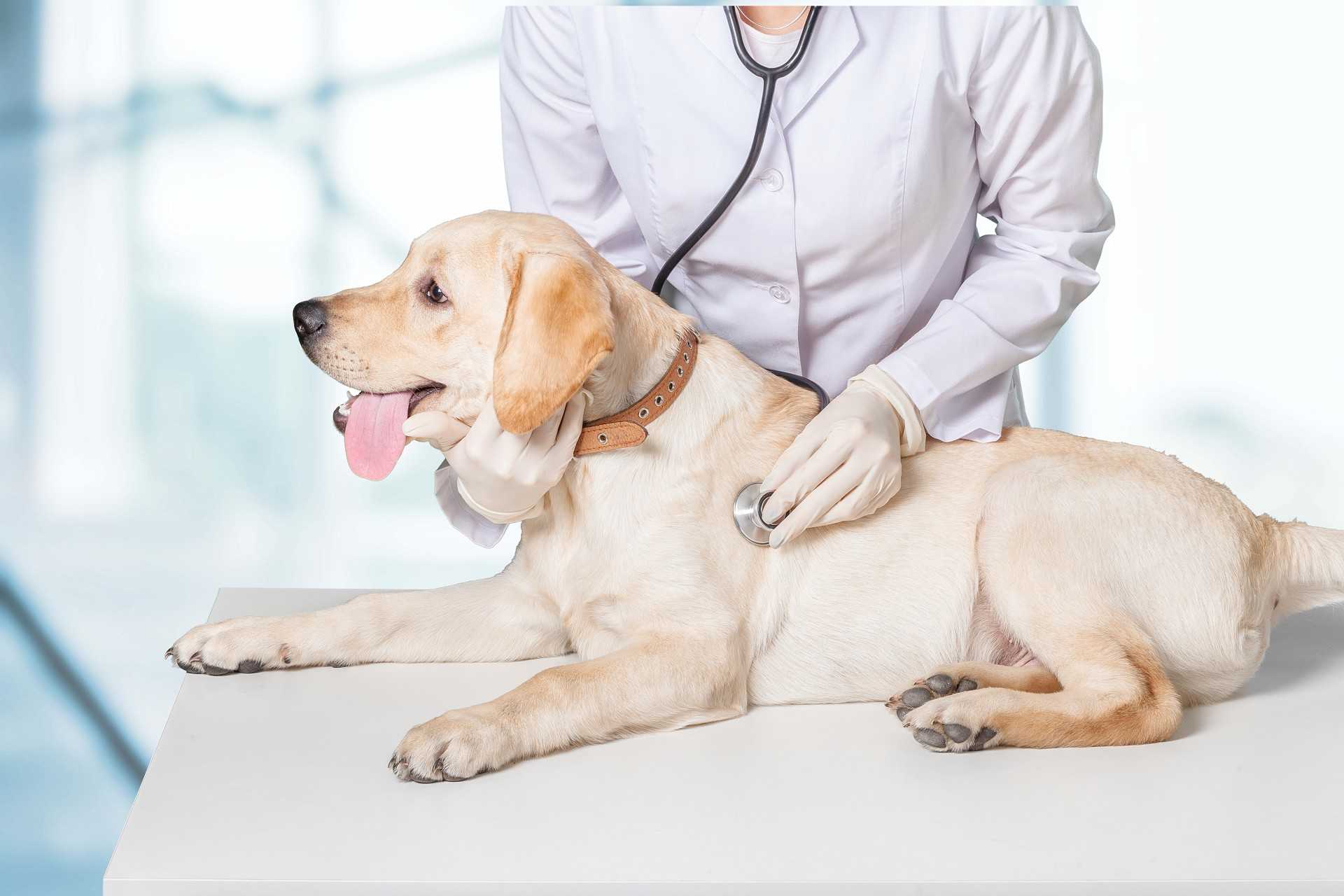 Дисплазия тазобедренных суставов у собак: лечение, операция и симптомы