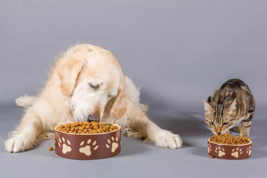 Можно ли собаке давать кошачий корм, а кошке — собачий | hill's pet