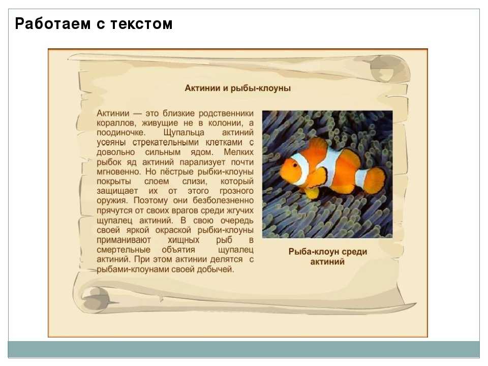 Рыба-клоун. аквариумное содержание :: syl.ru