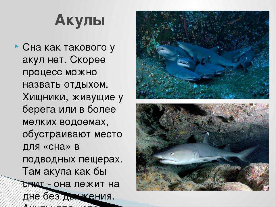 Акулы: чем питаются и где обитают рыбы, интересные факты и фото