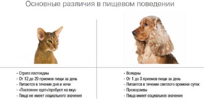 Кого лучше завести: кошку или собаку? | hill's pet