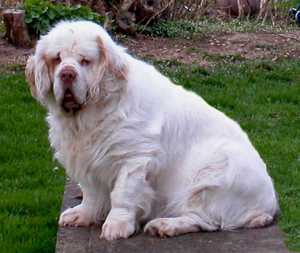Кламбер спаниель — описание породы собак