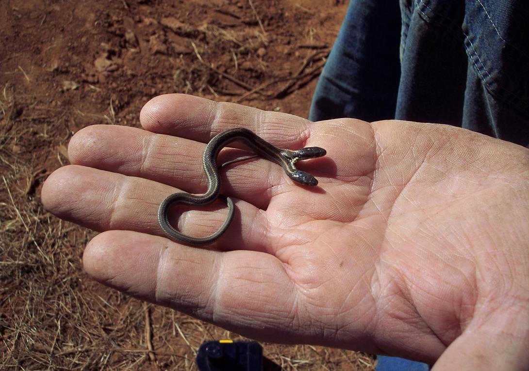Сколько лет живут змеи в природе – продолжительность жизни змей