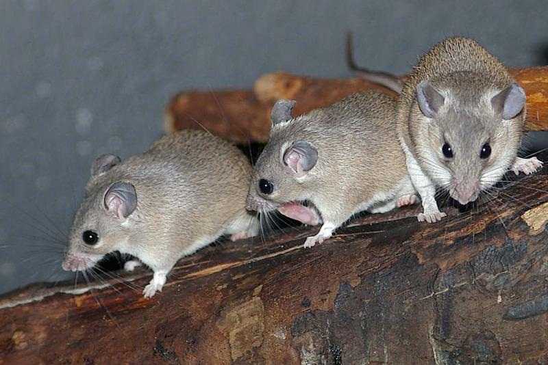 Иглистая египетская мышь, отличительная мышка ⋆ всё о домашних животных