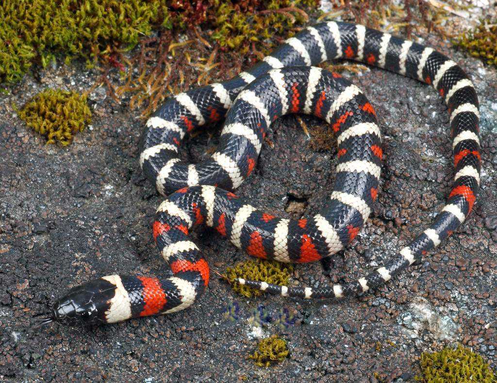 Королевская молочная змея кэмпбелла | мир животных и растений