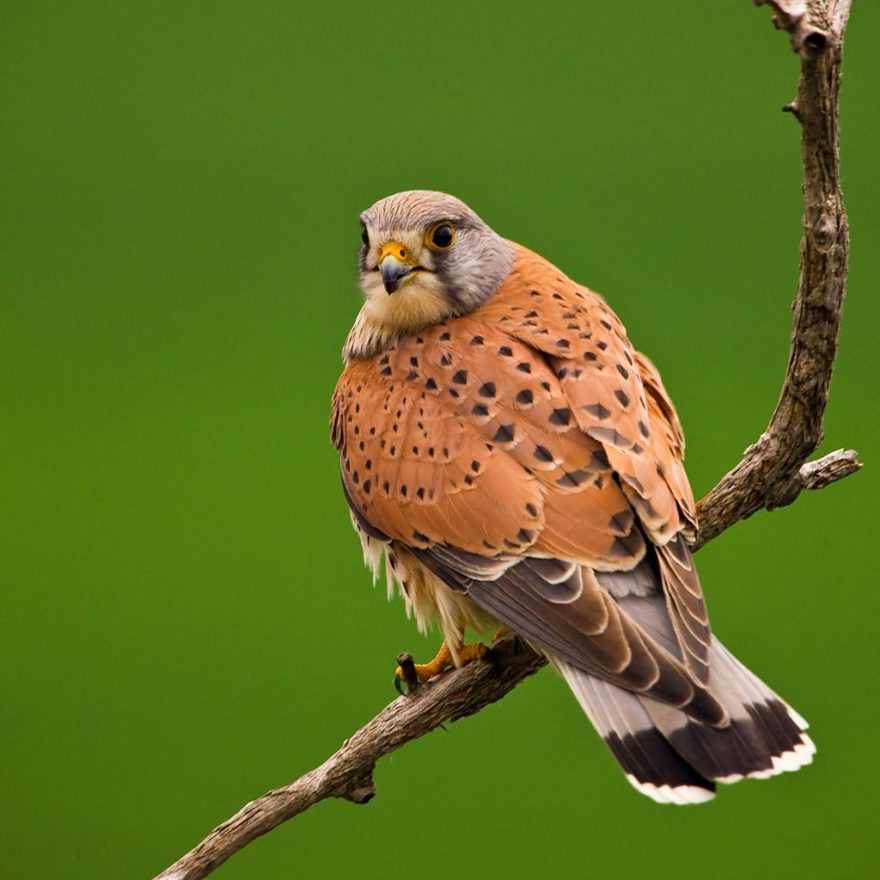 Пустельга - фото и описание птицы, где обитает и чем питается, голос, как выглядит, гнездо