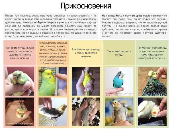Стоит ли заводить попугая в доме: положительные и отрицательные стороны содержания птицы, какие породы можно завести
