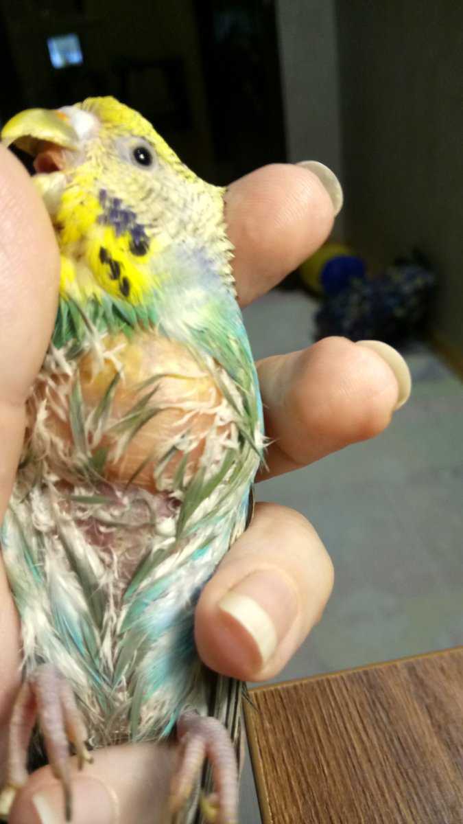 Чем могут болеть волнистые попугаи и как их лечить?