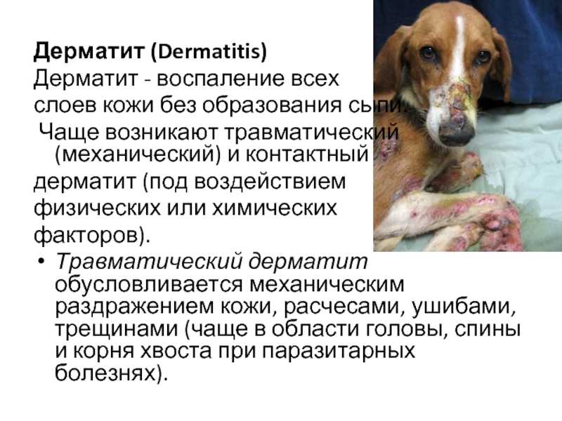 ᐉ вульвит, вульвовагинит - как лечить у собак - ➡ motildazoo.ru