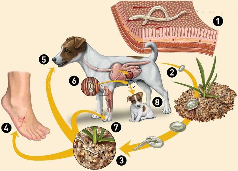 Огуречный цепень у собак: лечение и симптомы дипилидиоза