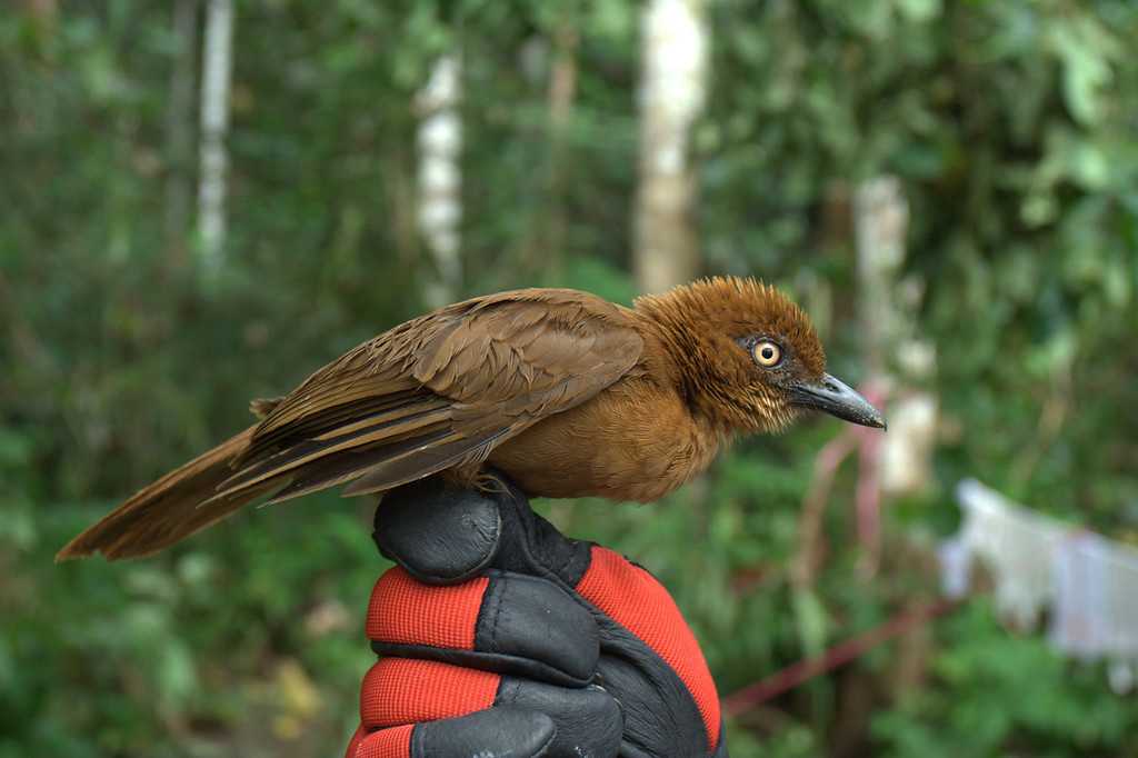 Птицы краснодарского края: лесные, степные, побережья, водоплавающие