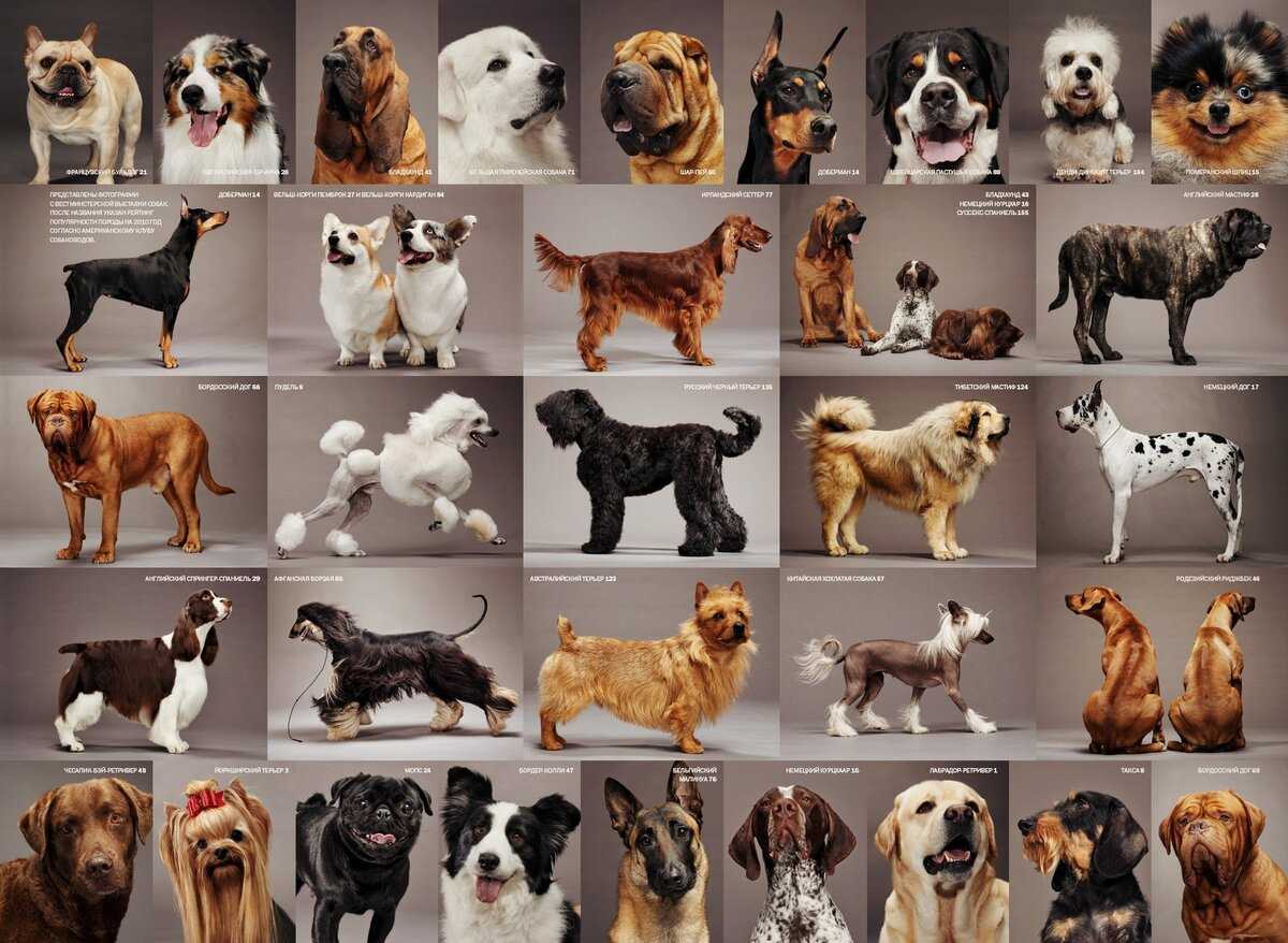 Средние породы собак: список представителей с фото