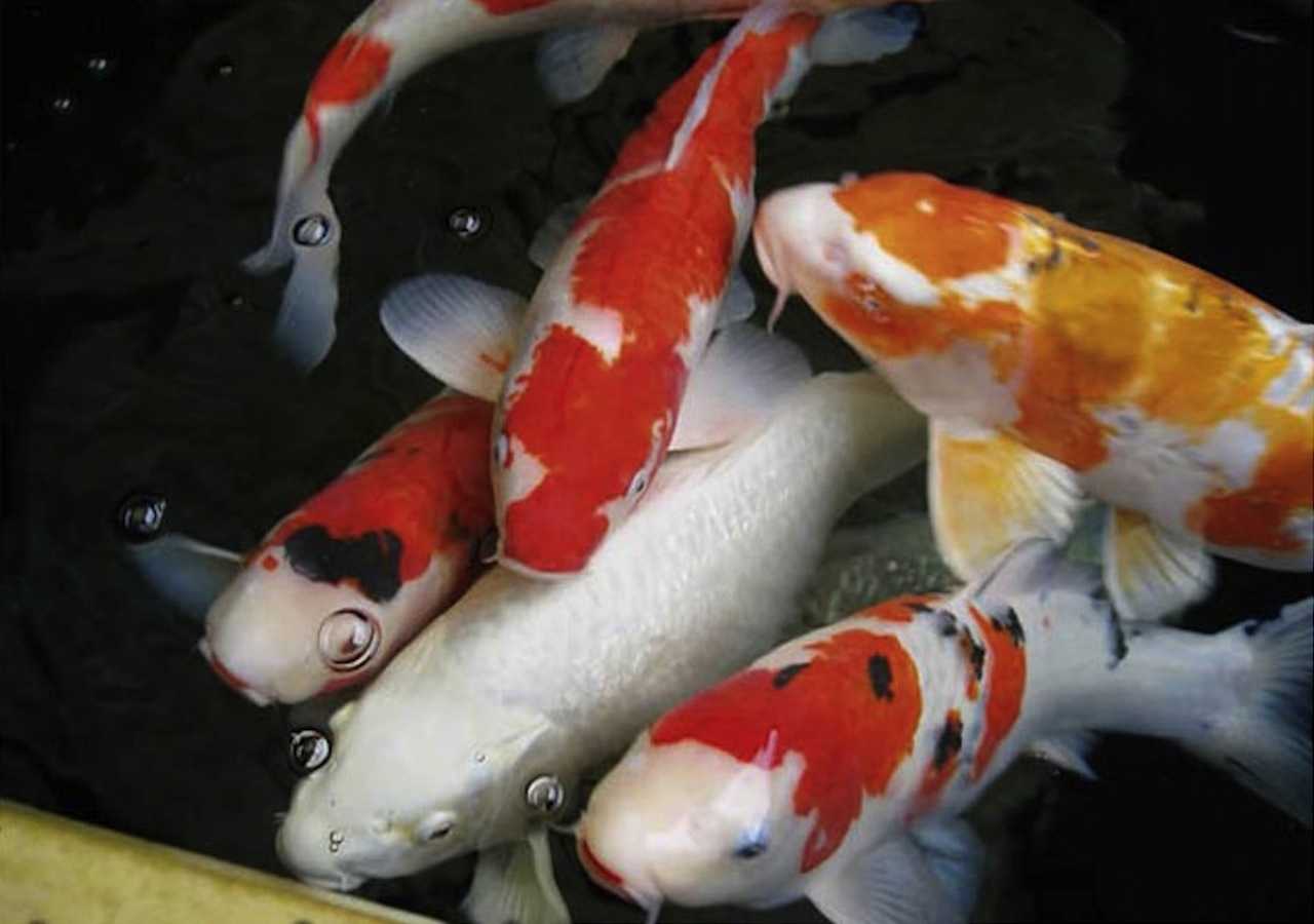 Водорослееды в аквариуме: разновидности и условия содержания