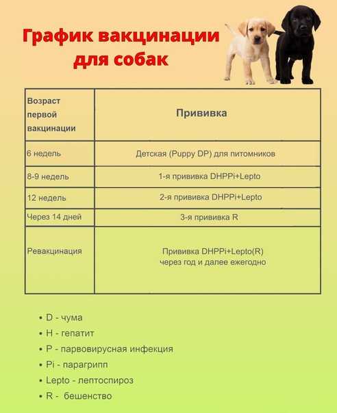 Как сделать укол собаке самостоятельно: внутримышечно, в бедро, подкожно - kotiko.ru