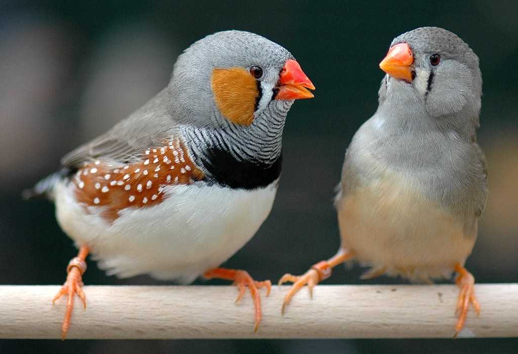 Амадины: птицы, приносящие радость