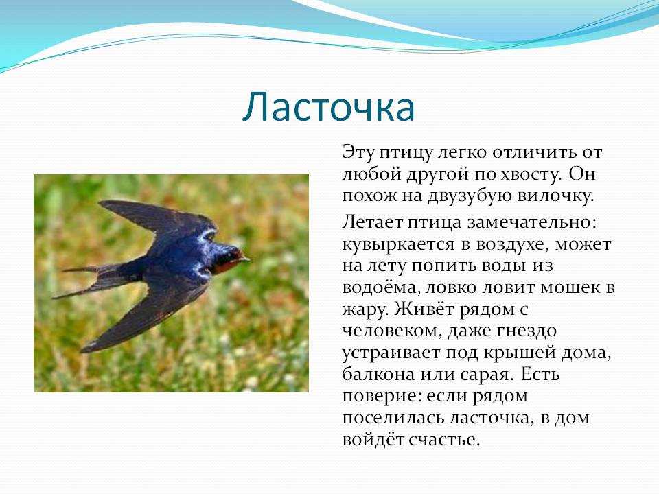 Сообщение о птице 2 класс. Ласточка птица описание. Описание ласточки. Доклад про ласточку. Ласточка характеристика.