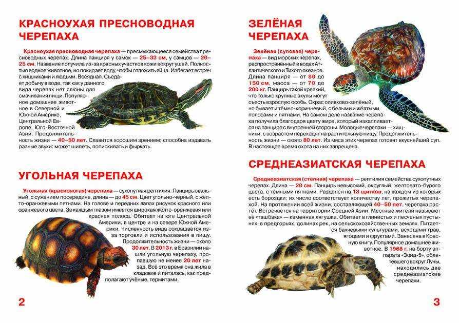 Морские черепахи, виды, размножение, как выглядят, фото - аква лого инжиниринг