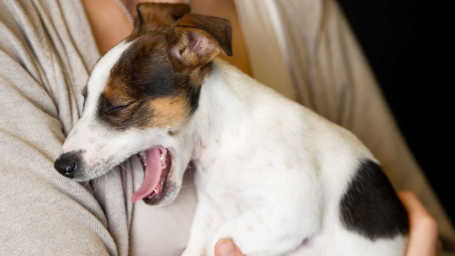 Собака хрюкает при дыхании – предвестник серьезных патологий