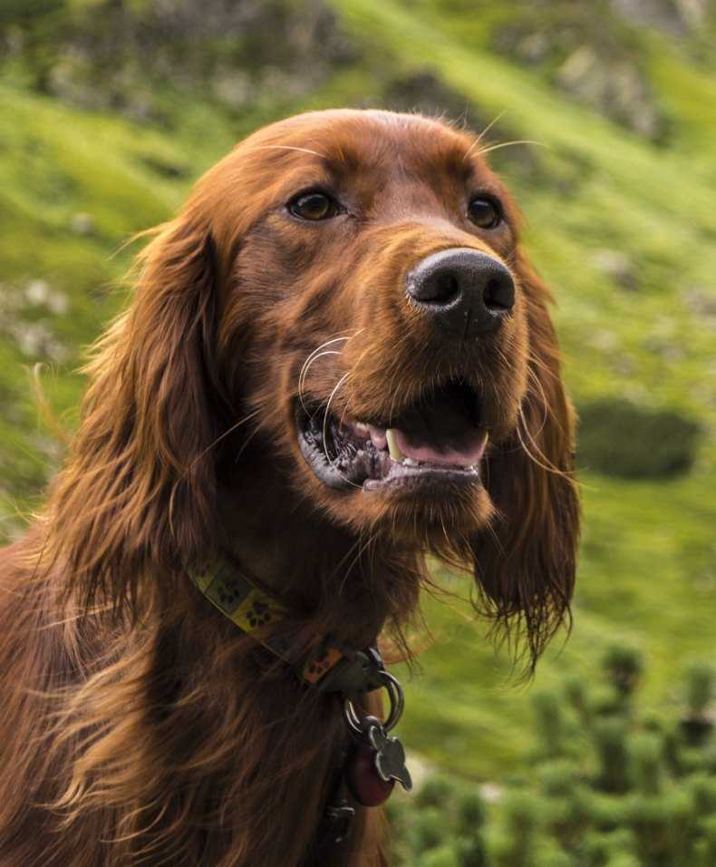 Ирландский сеттер 🐕: описание породы, характер, содержание и уход, фото собаки