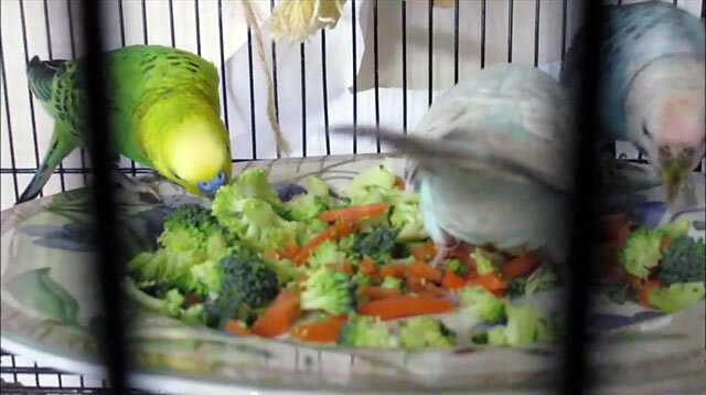 Чем кормить волнистого попугайчика