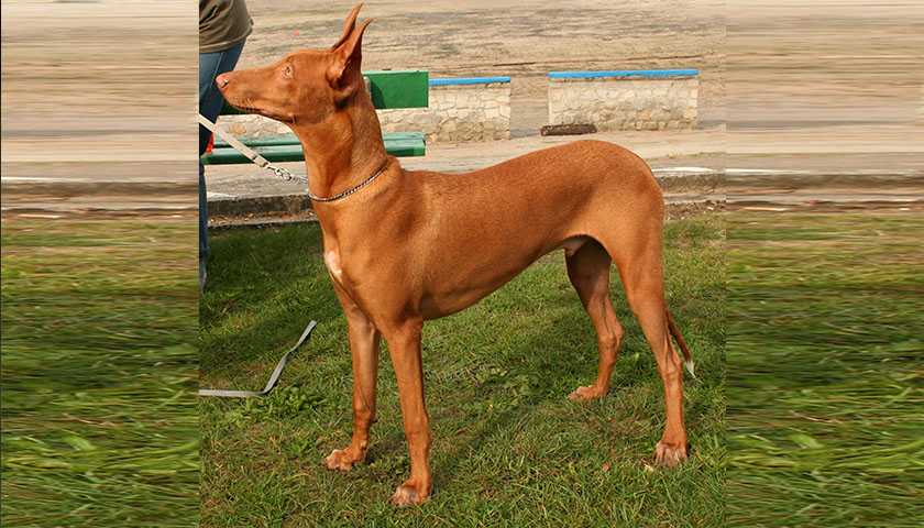 Фараонова собака: энергичный пес для охоты и преданный домашний любимец