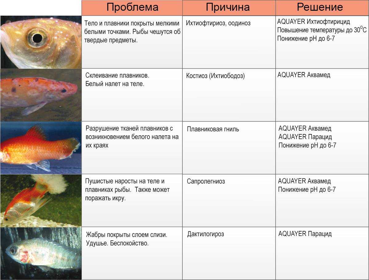 Аквариумная рыбка тернеция: содержание и уход