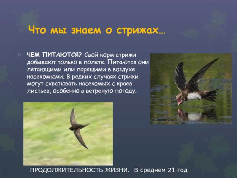 Стриж птица. образ жизни и среда обитания стрижей | живность.ру