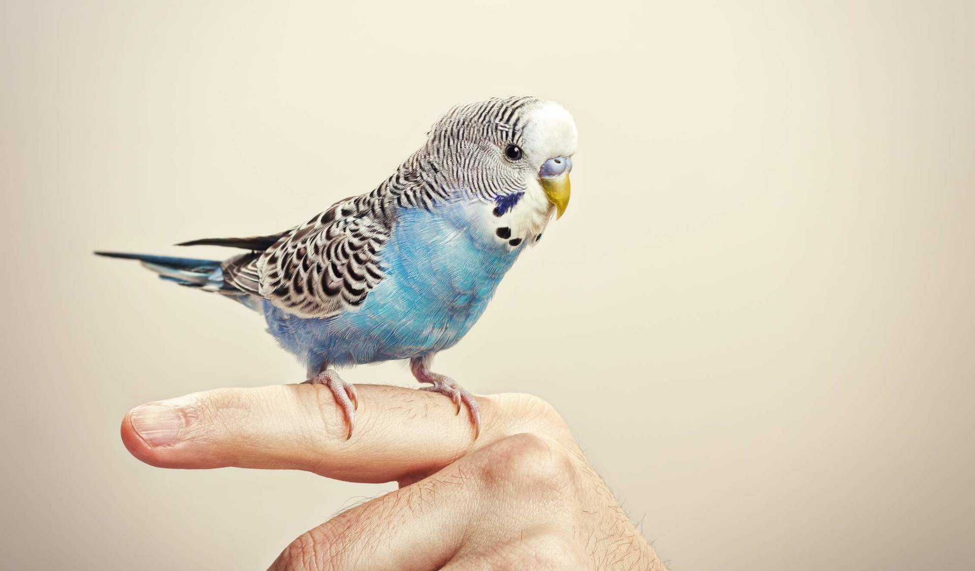 Содержание певчих птиц в домашних условиях: виды и особенности ухода