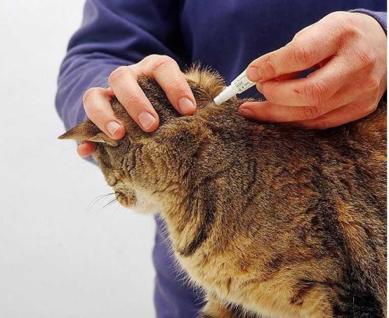 Глистогонное для кошек: симптомы, последствия и способы лечения | ваши питомцы