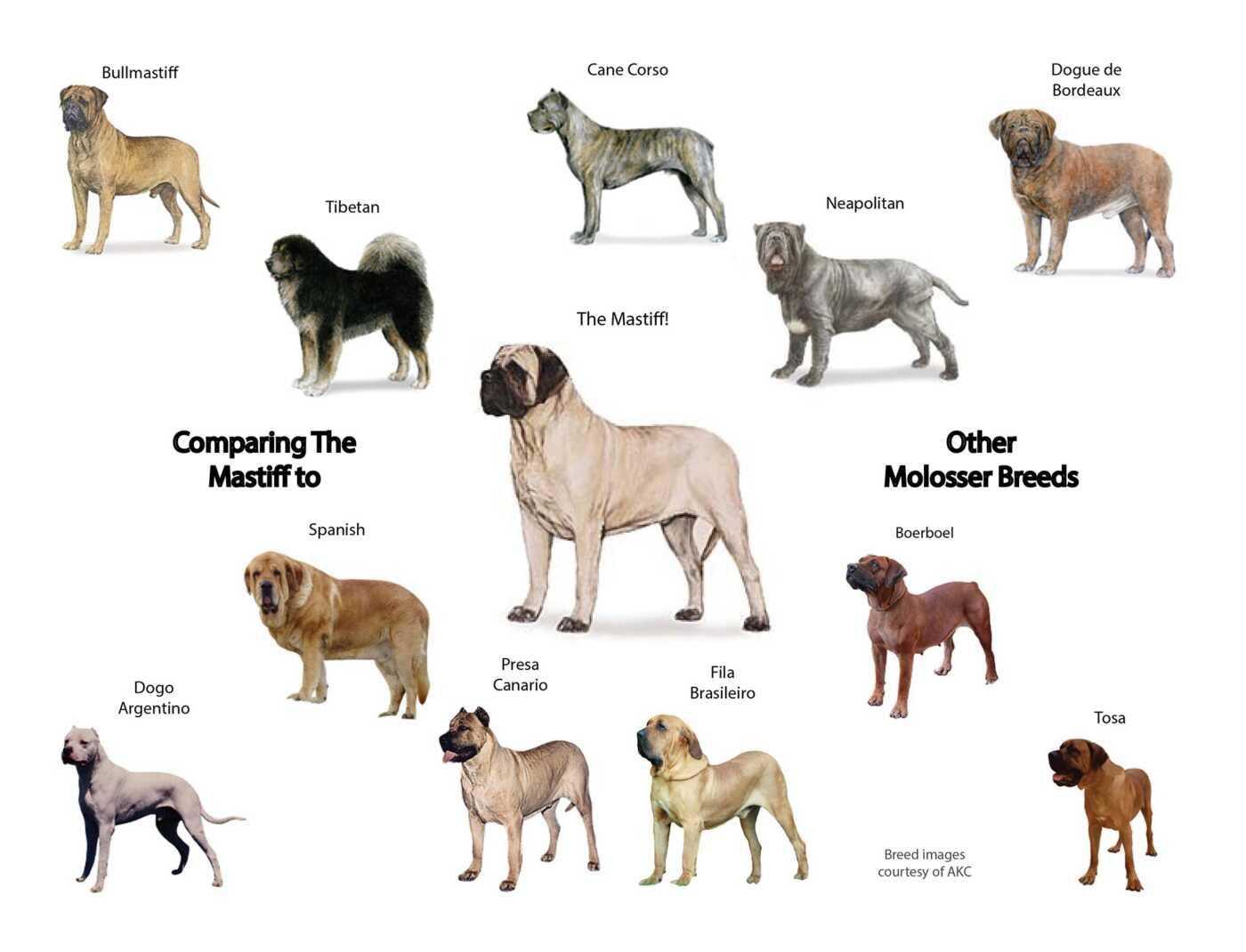 Ездовые собаки: породы, фото, питомник