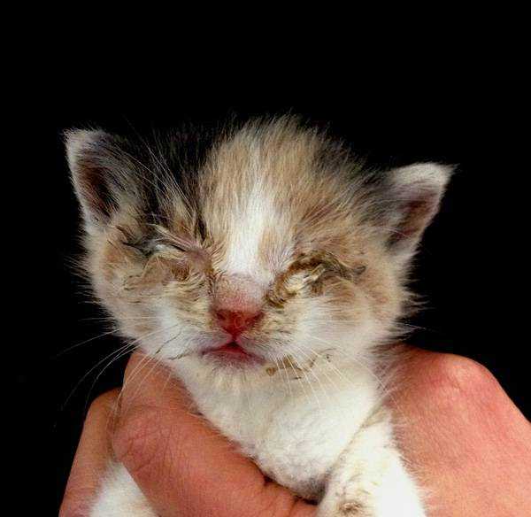 Кальцивироз у кошек — описание болезни, симптомы и ее виды. лечение и профилактика заболевания (105 фото)