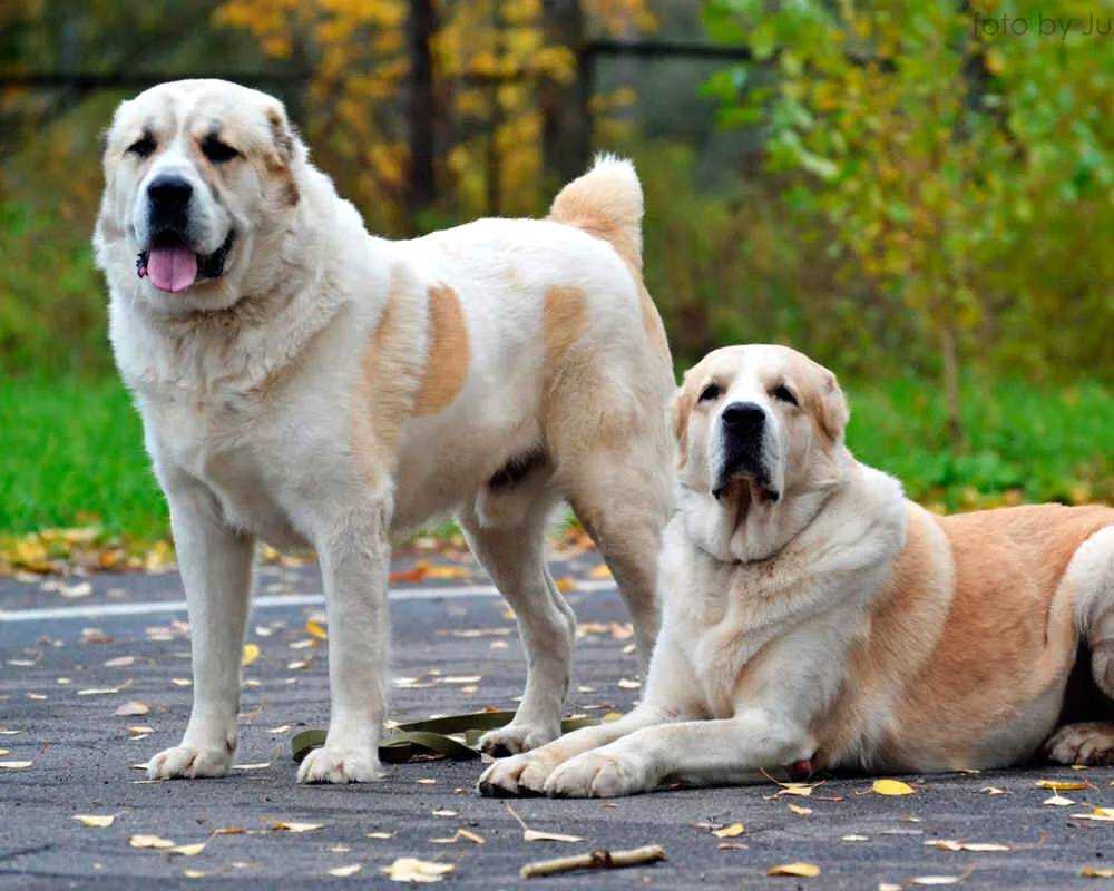 Сторожевые породы собак (с фотографиями и названиями) | все о собаках