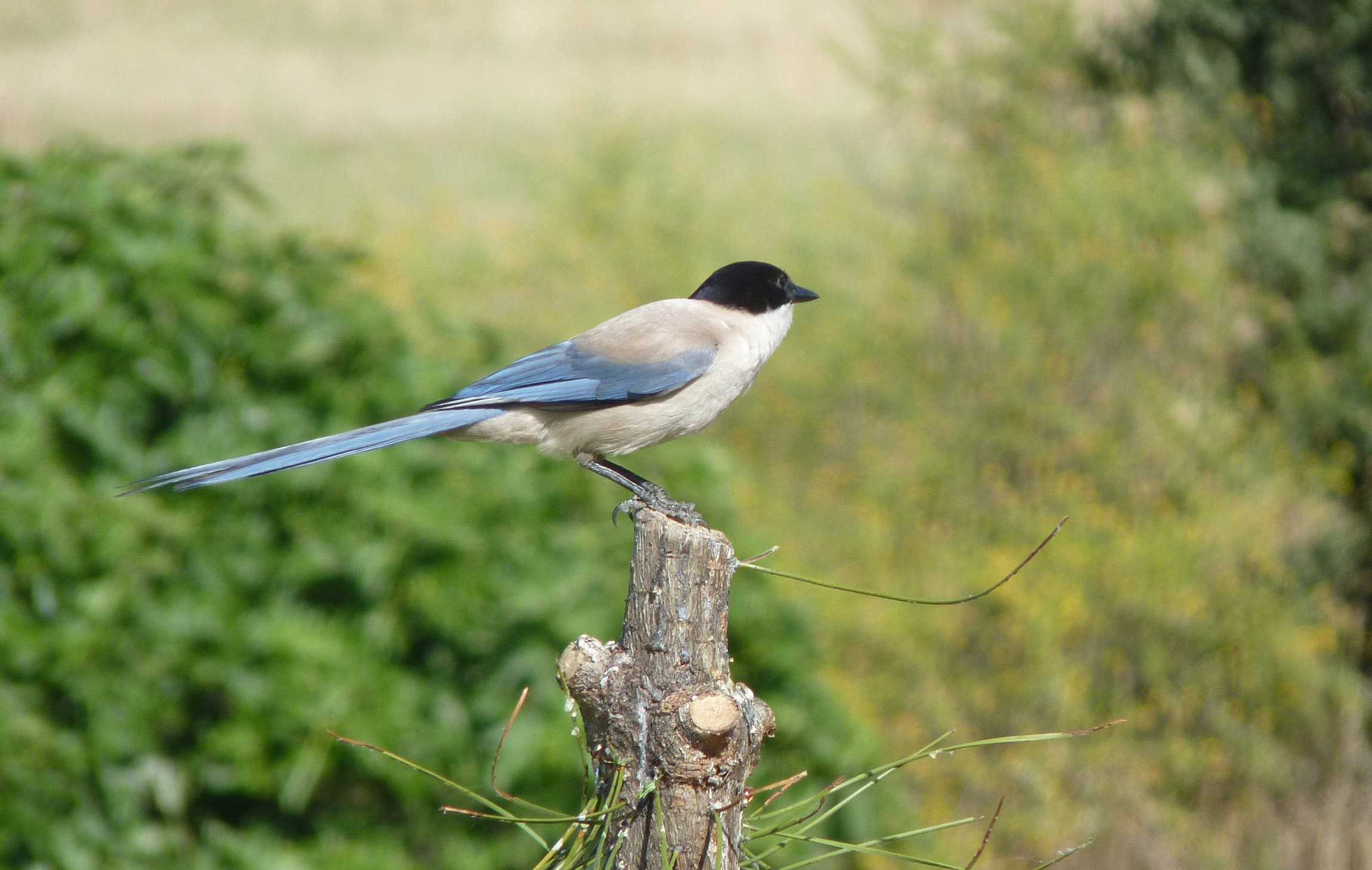 Голубая сорока птица. образ жизни и среда обитания голубой сороки