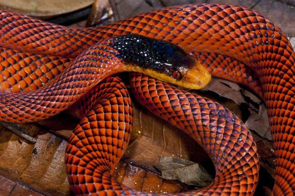 Укусы ядовитых змей, виды отравления змеиным ядом. что делать если укусила змея, первая помощь. :: polismed.com