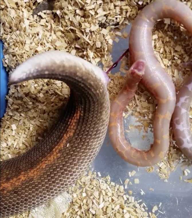 Как размножаются змеи википедия