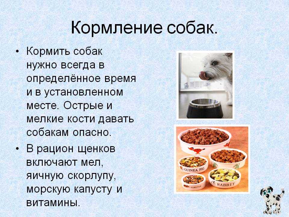 Кормление кота мясом с кашей и сухим кормом